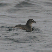 Adult plumage. Note: white crescent above eye, upcurved lower mandible (with pale patch near base). Adult plumage. Note: white crescent above eye, upcurved lower mandible (with pale patch near base).