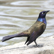 Male. Note: glossy bronze body and heavy bill. Male. Note: glossy bronze body and heavy bill.