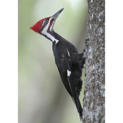 Bird of the week image