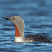 Breeding plumage. Note: gray head and small upturned bill. Breeding plumage. Note: gray head and small upturned bill.