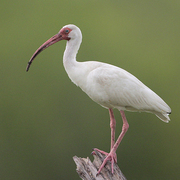 Adult